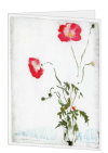 Korrespondenzkarte "Mohn"