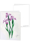 Korrespondenzkarte "Iris"